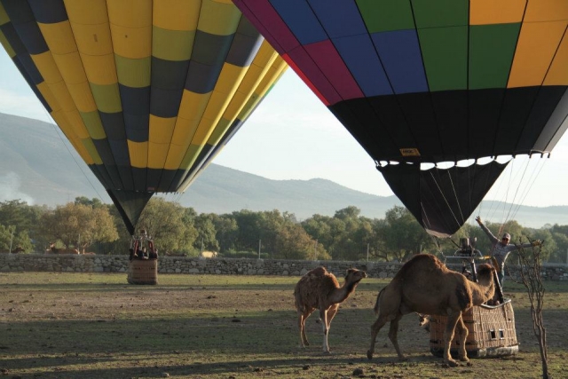  An original safari 